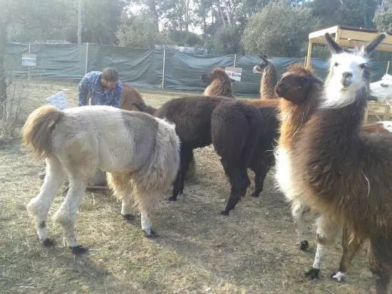 Var Lamas