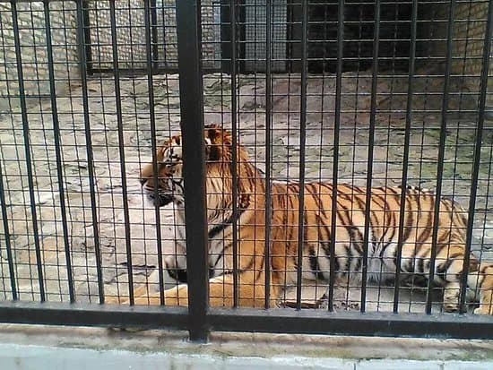 Zoo vrt Tigar