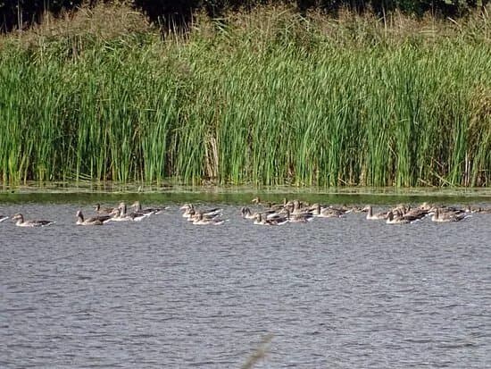Krusaa vandmoelle