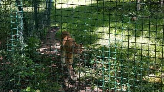 Luchs-Schaugehege Rabenklippe