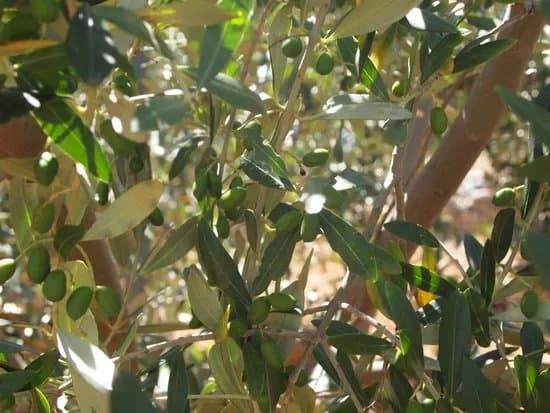 Olea Prima Organic Extra Virgin Olive Oil