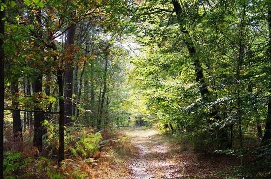 Fontainebleau Forest (Foret de Fontainebleau)