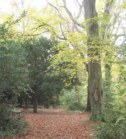 Pwllycrochan Woods Local Nature Reserve