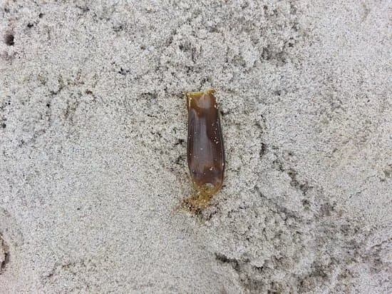 Playa Pasadas