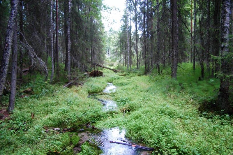 Ryovarinkuopan luonnonsuojelualue