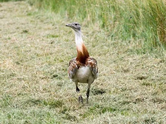 Watatunga Wildlife Reserve