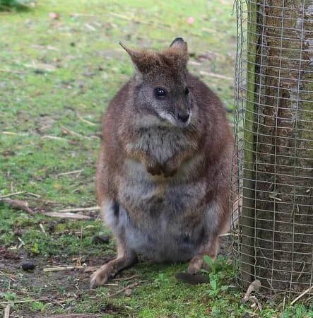 Northumberland College Zoo