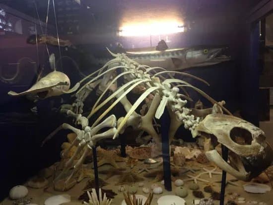 Dinosaurland Fossil Museum