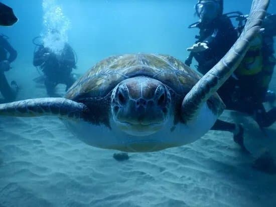 Alpha Divers Ayia Napa