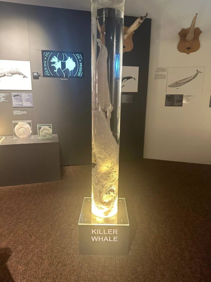 Phallic museum