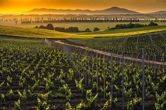 Tajna Vineyards and Winery