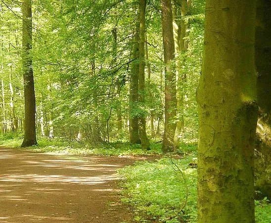 Eilenriede City Forest