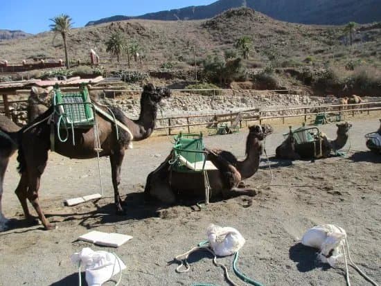 Camel Safari Park La Baranda