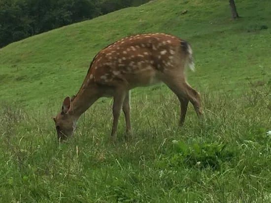 Wild- und Freizeitpark Westerwald