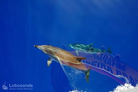 Lobosonda - Madeira Whale Watching