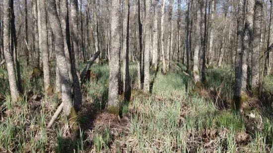 Sloka Lake Walking Trail
