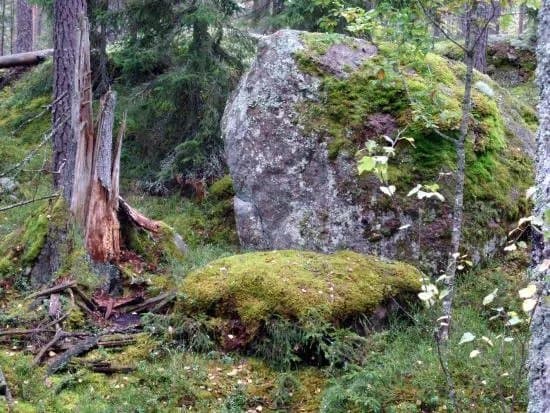 Bjornnasets naturreservat