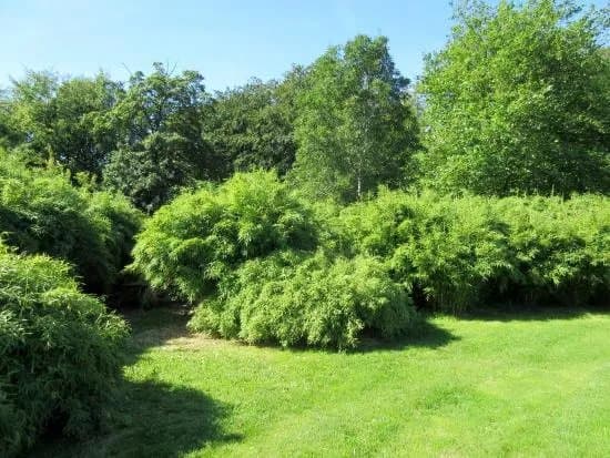 Arnbjergparken