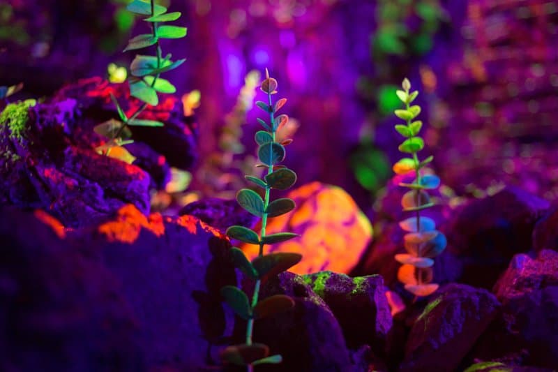 Fantasy land “Neonija”