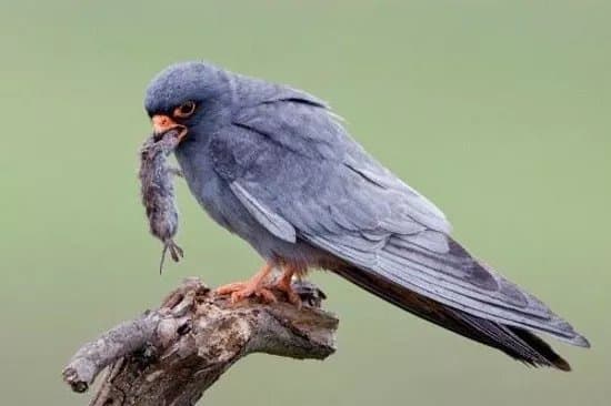 Hungarianbirdwatching.com Day Tours