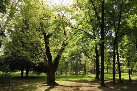 Zemunski Park
