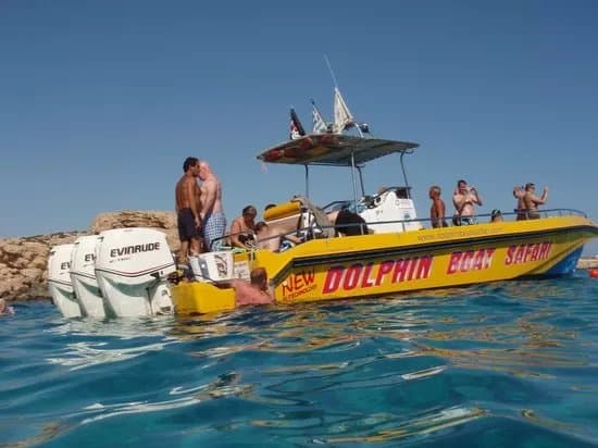 Dolphin Boat Safari