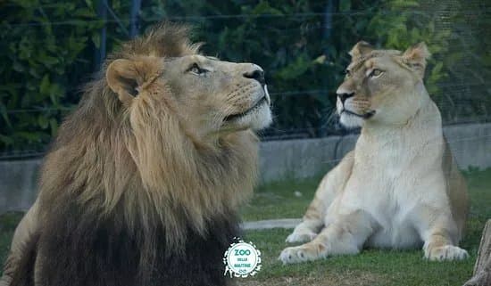 Zoo Delle Maitine