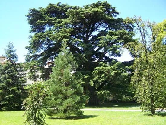 Orto Botanico di Lucca