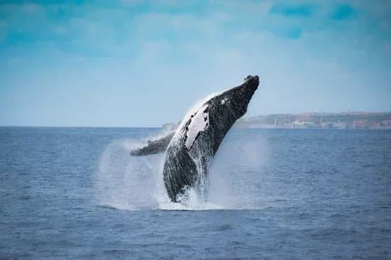 Futurismo Azores Adventures