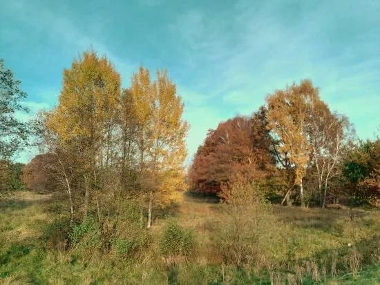Naturschtuzgebiet Holtigbaum