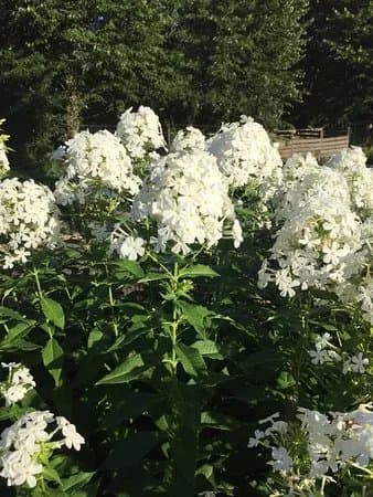 Orangeritradgarden