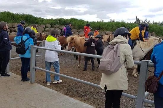 Solhestar Horse rental Reykjavik
