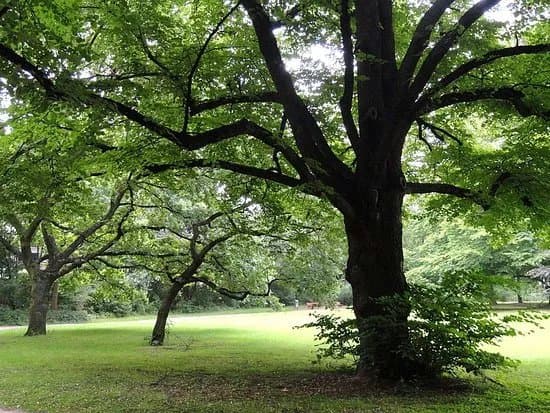 Gruneburgpark