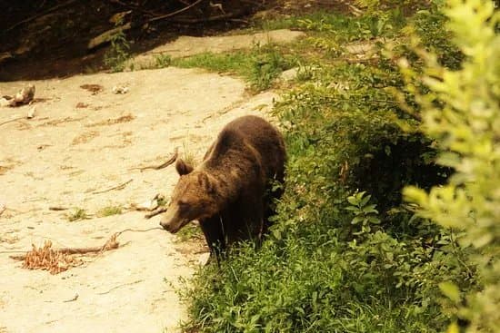 Photo Wildlife