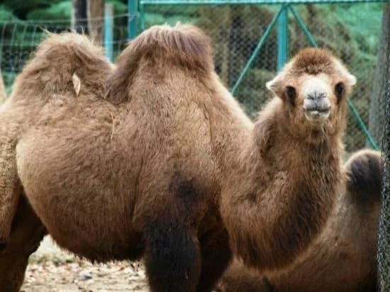 Sibiu Zoological Garden