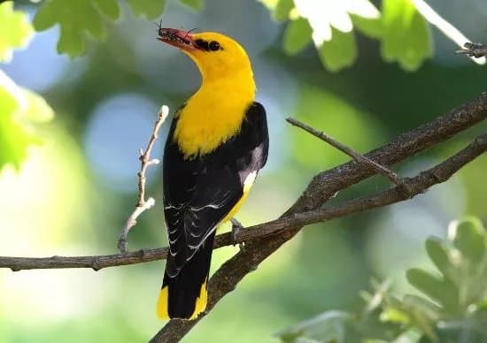 Birding Holidays