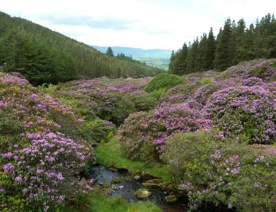 Knockmealdown Mountains