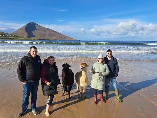 Achill Island Alpacas