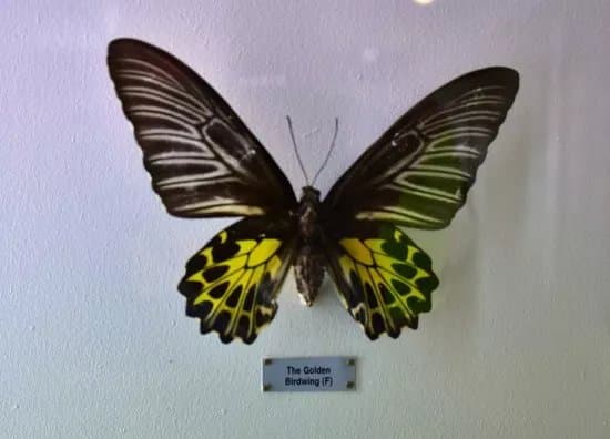Kotsiomitis Natural History Museum