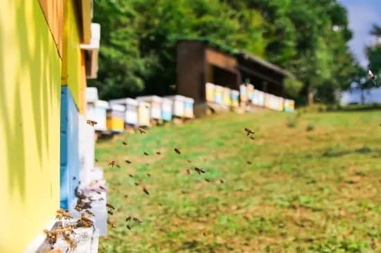 Honey shop Tafra