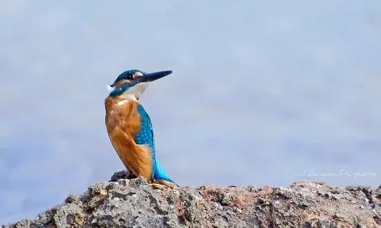 Riserva Naturale Regionale Orientata Palude La Vela