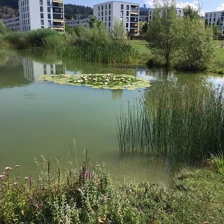 Liebefeld Park