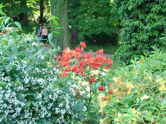Arboretum Wojslawice