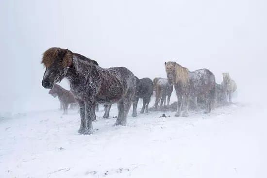 Brunir Horse
