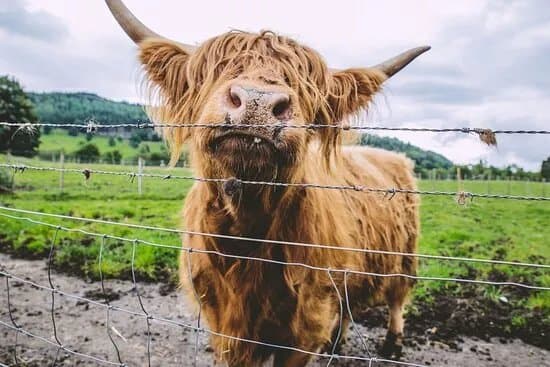 Haggis Adventures