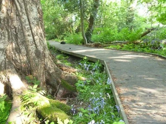 Moseley Bog
