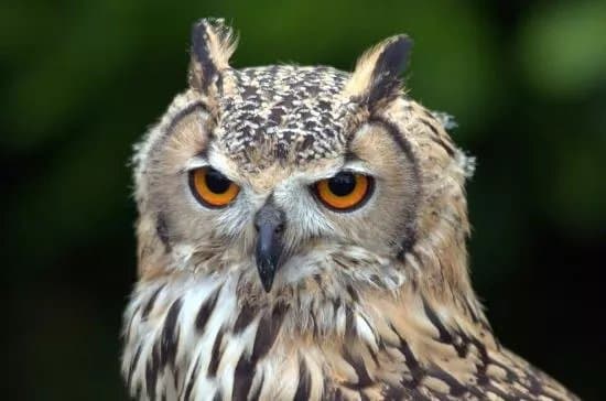 Riverside Falconry