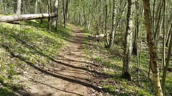 Nybroskogen