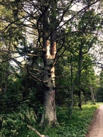 Tadu Nature Study Trail