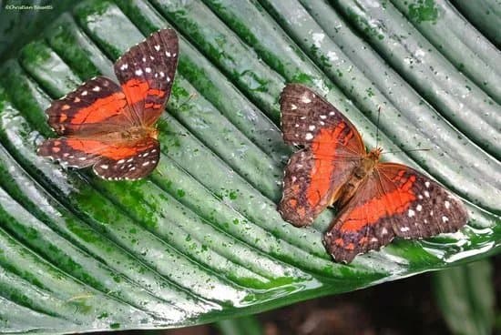 Fjarilshuset (Butterfly House)